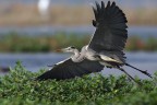 Volo Radente... Volo Radente...
