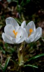 Crocus
