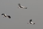 Fly in Grey Sky.... Fly in Grey Sky....