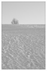bianca neve