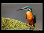 Martin Pescatore Martin Pescatore