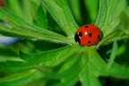 Sopra un letto verde Sopra un letto verde