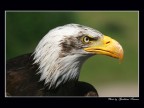 American Eagle American Eagle