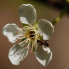 Macro Macro