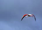 ...VOLO... ...VOLO...