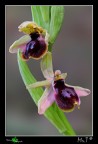 (O. garganica X O. lunulata) (O. garganica X O. lunulata)