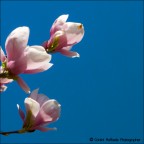 Primavera Primavera