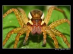 Spider portrait