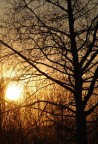 bosco al tramonto bosco al tramonto