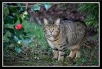 Gatto in giardino