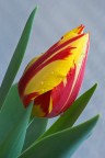 Tulipano "uggioso" Tulipano "uggioso"