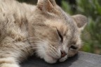 Gatto Gatto