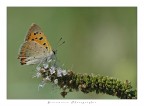 farfallina farfallina