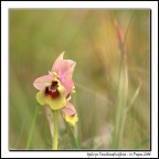 Ophrys Tenthredinifera... Ophrys Tenthredinifera...