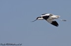 Avocetta in volo Avocetta in volo