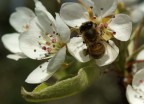 impollinatore al lavoro impollinatore al lavoro