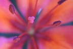 fiore fiore