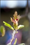 Magnolia Magnolia
