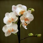 Orchidea Orchidea