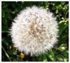 Tentativo di "macro"  quello che pu� venire con un semplice compatta digitale....

Crop e leggero aumento della sofcatura dello sfondo con Corel11 ed aggiunta di cornice per valorizzare il tutto.-