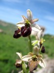 Ophrys Exaltata