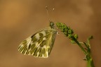 Pontia edusa Pontia edusa