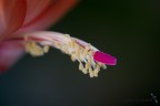 Fiore Fiore