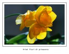 è arrivata la primavera è arrivata la primavera