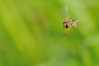 In Volo In Volo