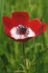 Anemone rosso II