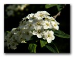Il biancospino Il biancospino