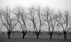 alberi in campagna alberi in campagna