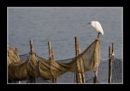 Reti nel delta Reti nel delta