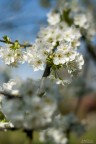 Fleurs_2 Fleurs_2