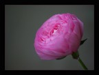 Rosellina 2 Rosellina 2