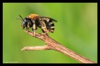 Colletes Succintus
