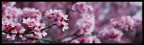 Fiori primaverili Fiori primaverili