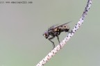 Mosca 800 ISO Mosca 800 ISO