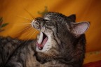 buonanotte buonanotte