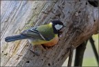 cinciallegra cinciallegra