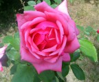 Rosa Rosa