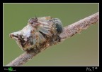 Cyclosa conica..... Cyclosa conica.....