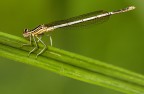 Platycnemis pennipes (f) Platycnemis pennipes (f)