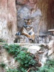 Tigre... Tigre...