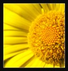 Sun... Sun...