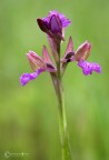 orchidea nome?