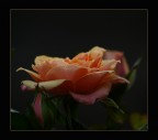 Rosellina Rosellina