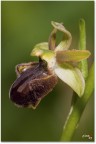 ophris sphegodes
orchidea spontanea pendici M.Baldo
sigma 180 macro iso 200 1/200� f 16 flash trepiede

(peccato la presenza del vento che nei momenti topici soffiava dispettoso)
ciao
gian
