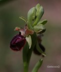 Ophrys Sphegodes 2 Ophrys Sphegodes 2