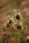 orchidea selvatica orchidea selvatica
